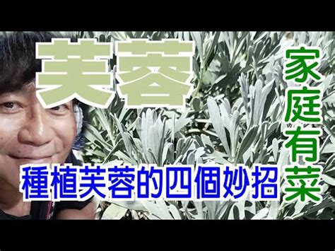 芙蓉種植注意事項